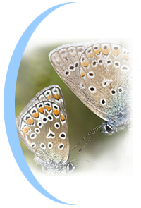 foto van 2 vlinders